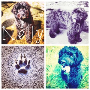 Our crazy, little Labradoodle!